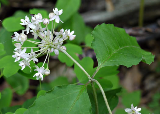 image of Asclepias quadrifolia, Fourleaf Milkweed