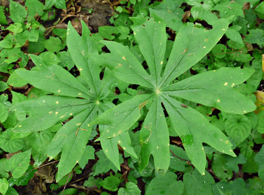 image of Podophyllum peltatum, May-apple, American Mandrake