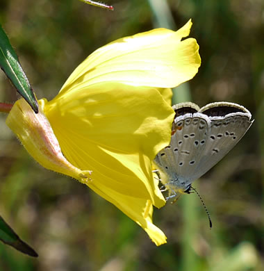 image of Oenothera fruticosa var. fruticosa, Narrowleaf Sundrops