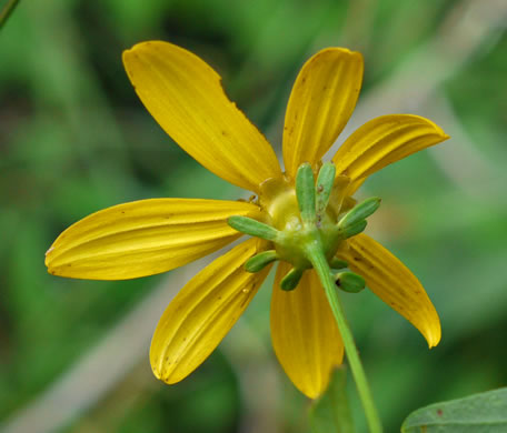 Coreopsis major var. rigida, Whorled Coreopsis, Stiffleaf Coreopsis, Greater Tickseed, Whorled Tickseed