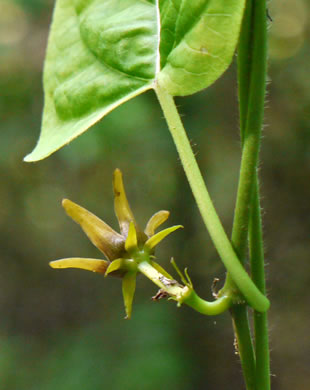 image of Gonolobus suberosus var. suberosus, Eastern Anglepod