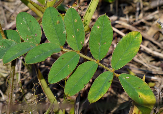 Tephrosia spicata, Spiked Hoary-pea, Brown-hair Tephrosia, Tawny Goat's Rue