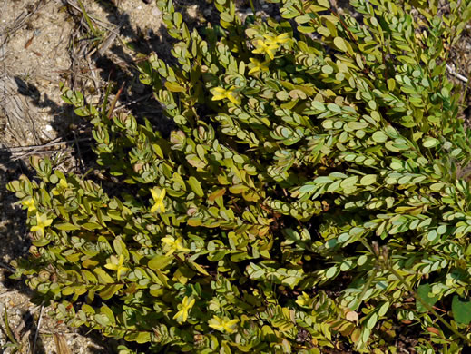 image of Hypericum stragulum, Straggling St. Johnswort, Low St. Johnswort, Creeping St. Andrew's Cross