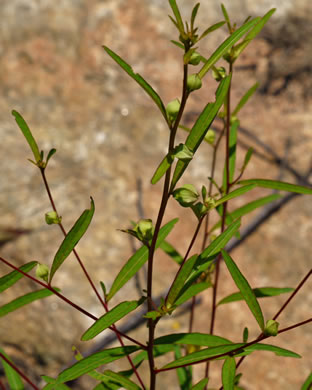 image of Ludwigia alternifolia, Alternate-leaf Seedbox, Bushy Seedbox