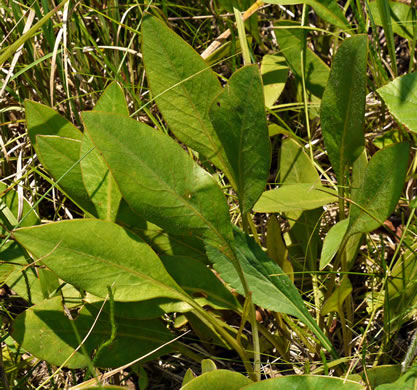 image of Coreopsis gladiata, Swamp Coreopsis, Swamp Tickseed, Seepage Coreopsis, Coastal Plain Tickseed