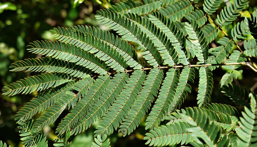 image of Albizia julibrissin, Mimosa, Silktree, Albizia