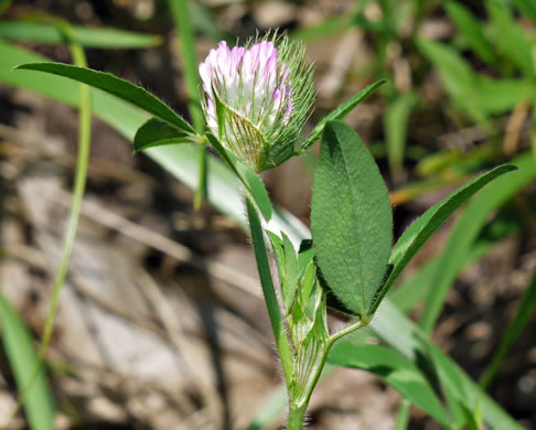 image of Trifolium pratense, Red Clover