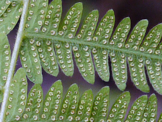 image of Amauropelta noveboracensis, New York Fern