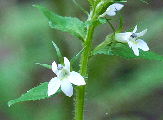 image of Lobelia inflata, Indian-tobacco, Pukeweed