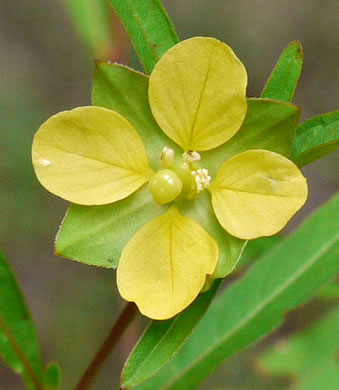 image of Ludwigia alternifolia, Alternate-leaf Seedbox, Bushy Seedbox