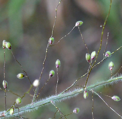 image of Dichanthelium scoparium, Velvet Witchgrass