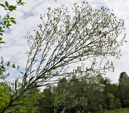 image of Erigeron canadensis, Common Horseweed