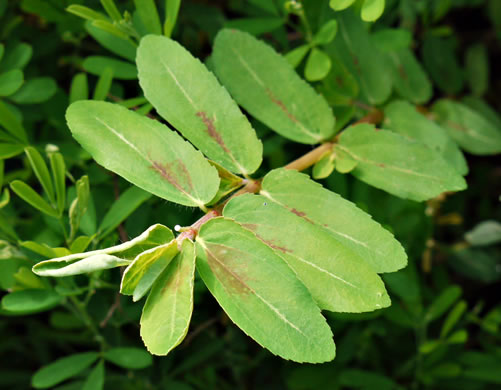 image of Euphorbia nutans, Eyebane, Upright Spotted Spurge, Nodding Spurge