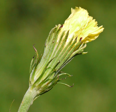 Pyrrhopappus carolinianus, Carolina False-dandelion, Carolina Desert-chicory