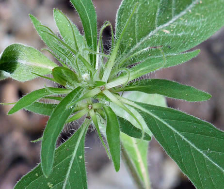 image of Ruellia caroliniensis, Carolina Wild-petunia, Common Wild-petunia, Hairy Ruellia