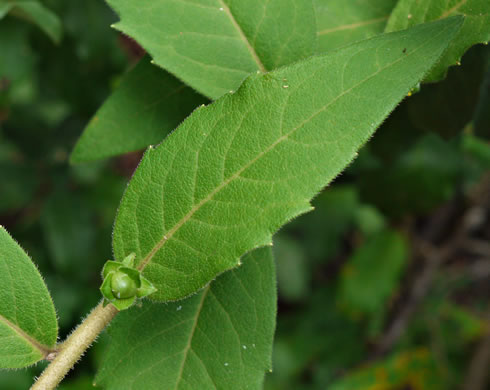 image of Silphium dentatum, Starry Rosinweed