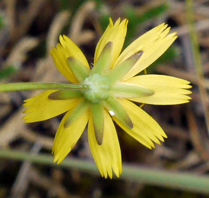 Krigia montana, Mountain Dwarf-dandelion, Mountain Cynthia