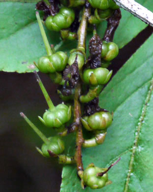 image of Eubotrys recurvus, Mountain Sweetbells, Mountain Fetterbush, Deciduous Fetterbush