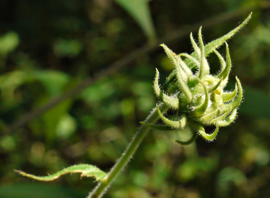 image of Helianthus resinosus, Hairy Sunflower, Resinous Sunflower, Gray Sunflower, Resindot Sunflower