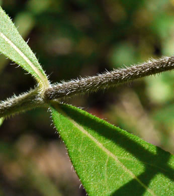 image of Helianthus resinosus, Hairy Sunflower, Resinous Sunflower, Gray Sunflower, Resindot Sunflower