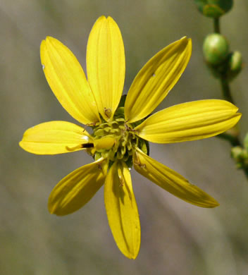 image of Silphium compositum var. compositum, Carolina Rosinweed, Compassplant, Rhubarb-leaved Rosinweed