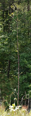 image of Silphium compositum var. compositum, Carolina Rosinweed, Compassplant, Rhubarb-leaved Rosinweed