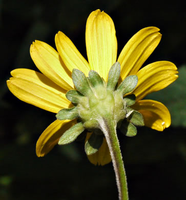 image of Heliopsis helianthoides var. helianthoides, False Sunflower, Eastern Oxeye, Eastern Sunflower-everlasting, Smooth Oxeye