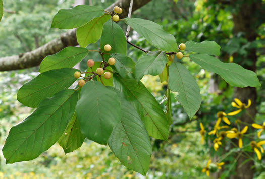 image of Frangula caroliniana, Carolina Buckthorn, Polecat-tree, Indian Currant, Indian-cherry