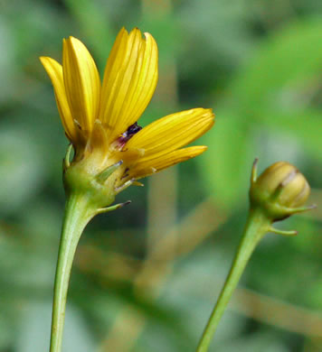 Coreopsis tripteris, Tall Coreopsis, Tall Tickseed, Threeleaf Tickseed