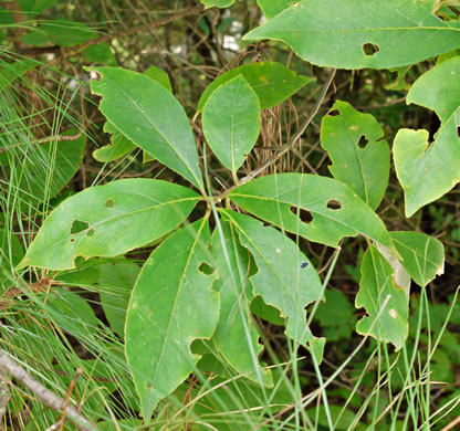 image of Symplocos tinctoria, Horsesugar, Sweetleaf, Dyebush