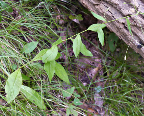 image of Hieracium paniculatum, Leafy Hawkweed, Panicled Hawkweed, Allegheny Hawkweed