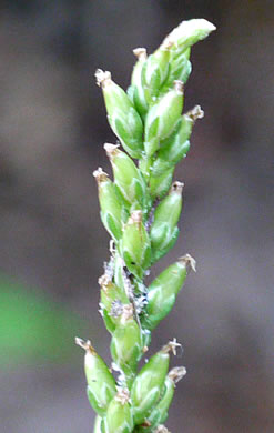 image of Plantago rugelii, American Plantain, Broad-leaved Plantain, Blackseed Plantain, Rugel’s Plantain