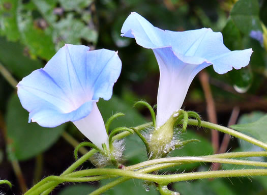 image of Ipomoea hederacea, Ivyleaf Morning Glory