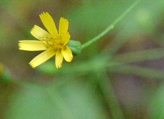 image of Hieracium paniculatum, Leafy Hawkweed, Panicled Hawkweed, Allegheny Hawkweed