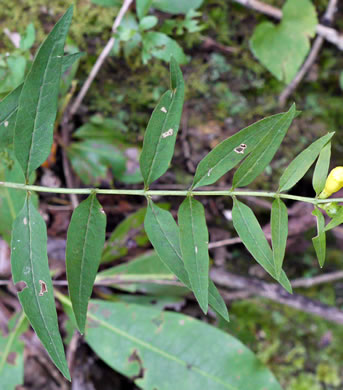 Appalachian Oak-leach