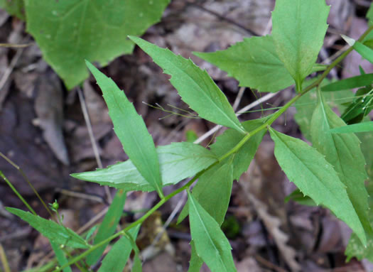 image of Campanula divaricata, Southern Harebell, Appalachian Bellflower