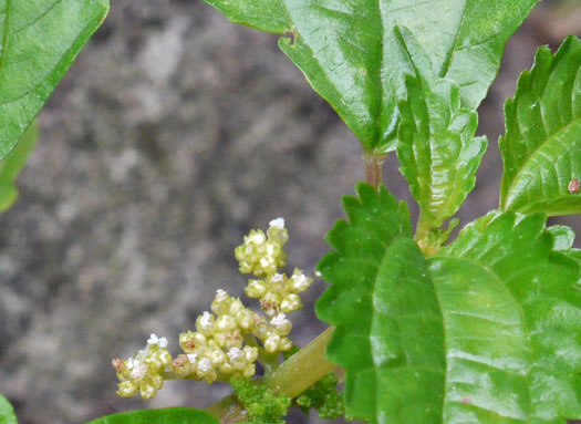 image of Pilea pumila, Greenfruit Clearweed, Richweed, Coolwort, Canadian Clearweed