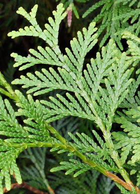 image of Thuja occidentalis, American Arborvitae, Northern White Cedar, Flat Cedar, Eastern Arborvitae