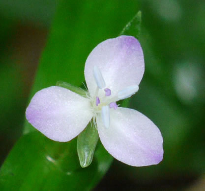 image of Murdannia keisak, Murdannia, Asian Spiderwort, Marsh Dewflower, Wart-removing Herb