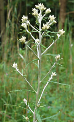 image of Pseudognaphalium obtusifolium, Fragrant Rabbit-tobacco, Eastern Rabbit-tobacco, Sweet Everlasting, Catfoot