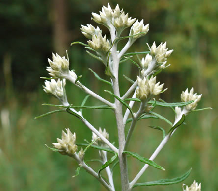 image of Pseudognaphalium obtusifolium, Fragrant Rabbit-tobacco, Eastern Rabbit-tobacco, Sweet Everlasting, Catfoot