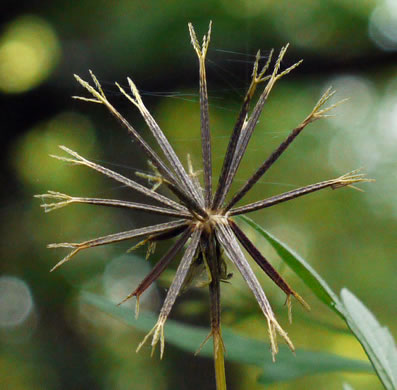 image of Bidens bipinnata, Spanish Needles