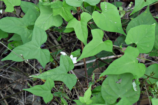 image of Ipomoea lacunosa, Small White Morning Glory, Small-flowered Morning Glory, Whitestar