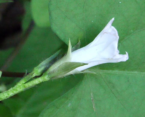 image of Ipomoea lacunosa, Small White Morning Glory, Small-flowered Morning Glory, Whitestar