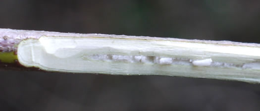 image of Swida foemina, Southern Swamp Dogwood