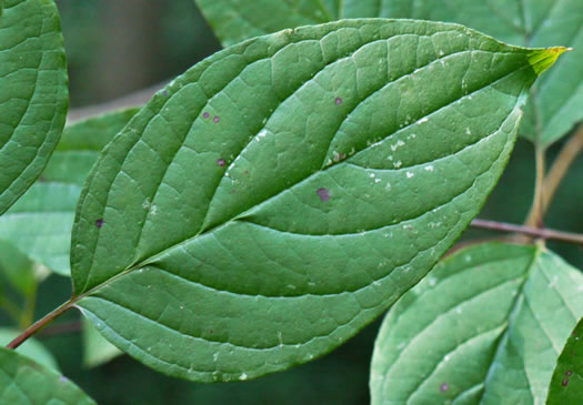 Swida amomum, Silky Dogwood, Bush Dogwood, Silky Cornel