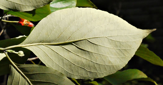 image of Benthamidia florida, Flowering Dogwood