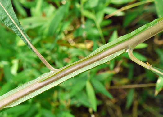 image of Verbesina virginica var. virginica, White Crownbeard, Common Frostweed, White Wingstem, Virginia Wingstem