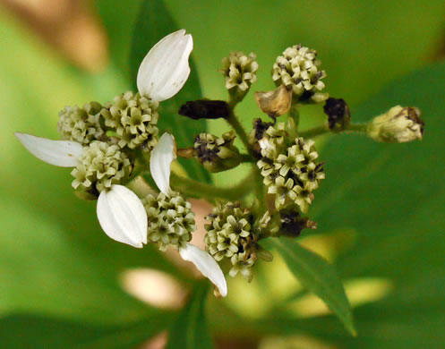 image of Verbesina virginica var. virginica, White Crownbeard, Common Frostweed, White Wingstem, Virginia Wingstem