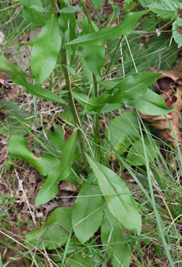 image of Solidago erecta, Slender Goldenrod, Erect Goldenrod